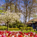 Tulpen und Windmühle in Holland
