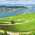 Rüdesheim mit Wein und Rhein