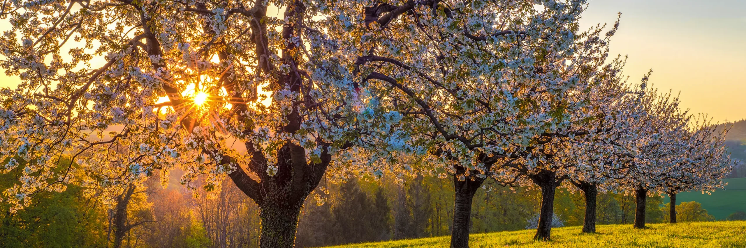 Baselland mit Kirschblüte