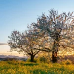 Blueschtfahrt Baselland