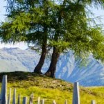 Valler Tal